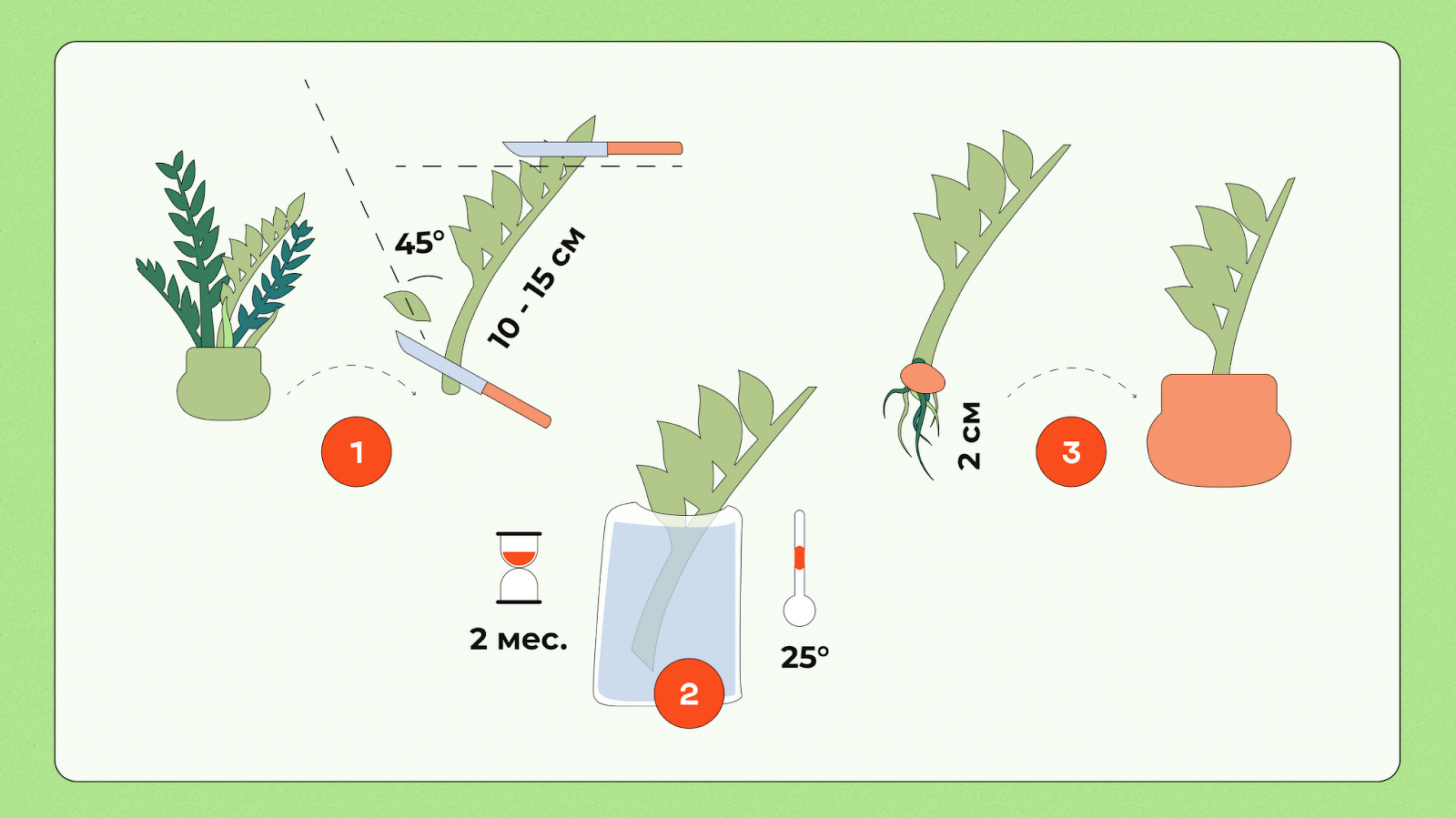 Vermehrung von Zamioculcas zu Hause durch Blätter
