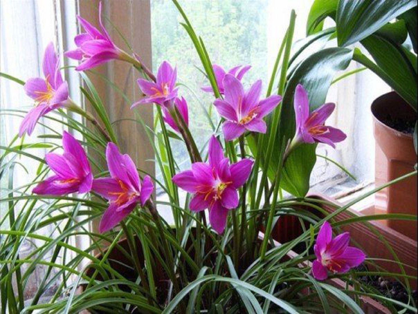 Zephyranthes: Pflanzen und Pflege im Haus
