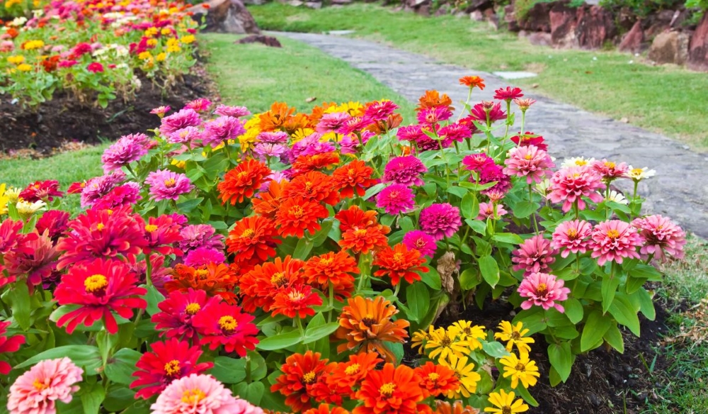Zinnien pflanzen und pflegen im Freiland