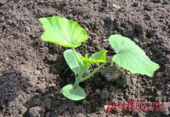 Aussaat von Zucchini ins Freiland
